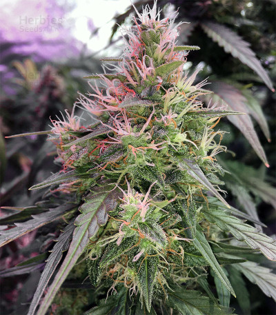 AK-47 Auto Seeds by 34 Street Seed Co. - GrowDiaries
