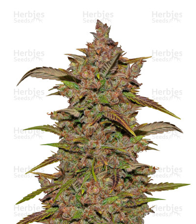 Crystal METH Auto — Fast Buds
