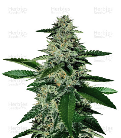 Ghost Train Haze #1 — Rare Dankness Seeds