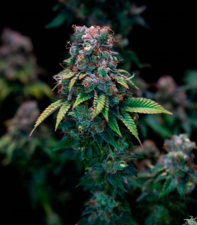 Kali Dog — Royal Queen Seeds