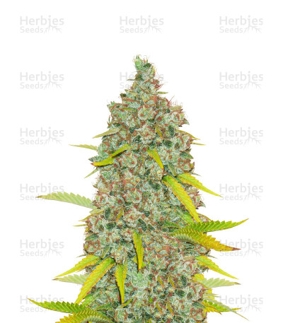 Moonshine's Ghost Train Haze
