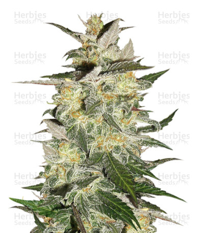Blue Cheese Auto