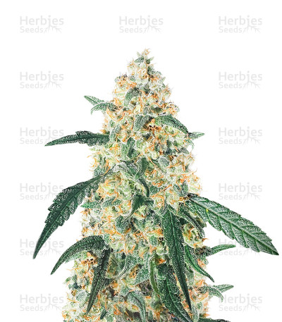 Auto CBD White Widow — Herbies Seeds