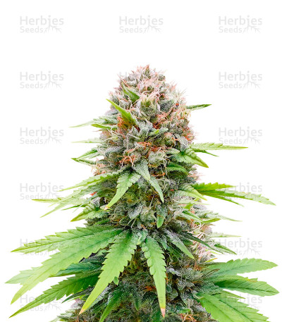 CBG Zerodue fem cannabis seeds for sale - Herbies Seeds