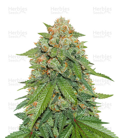 Maple Sherbet