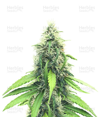 Royal Moby — Royal Queen Seeds