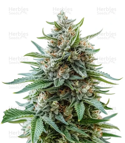 Afgooey — Green House Seeds