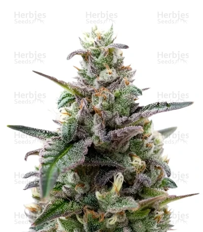 Lemon Cherry Gelato — Barney's Farm