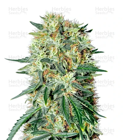 The Doctor — Green House Seeds