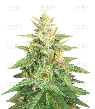 Big Bud Auto — Herbies Seeds