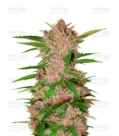 Fastberry Auto — Fast Buds