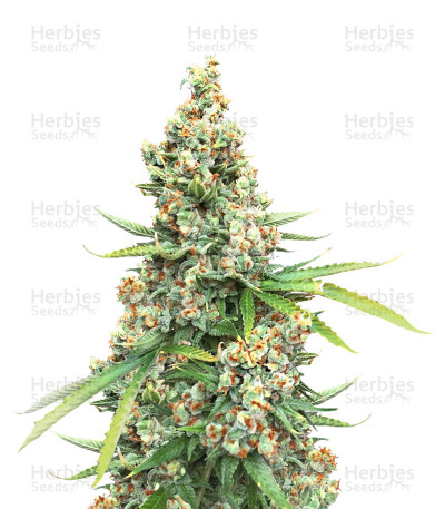 Shiva Shanti II Regular — Sensi Seeds