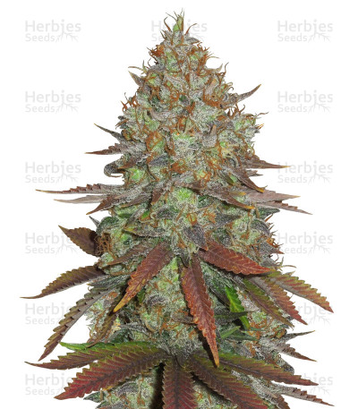 JillyBean — TGA Subcool Seeds (SubCool’s The Dank)