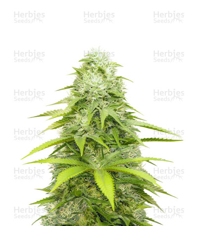 OG Kush X Diesel