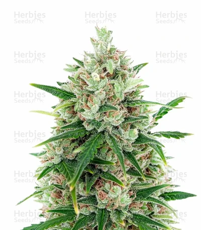 Auto Speed Haze — Blackskull Seeds