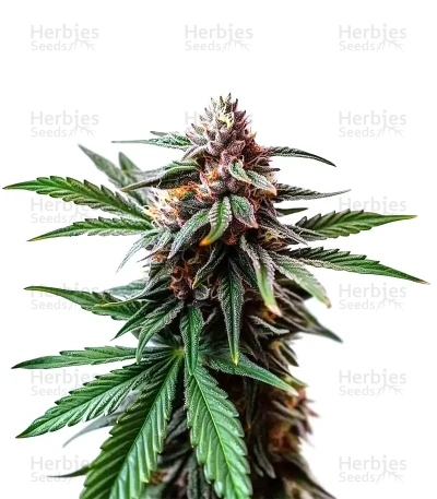 Cap Junky — World Wide Cultivars