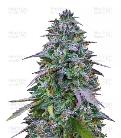 Cookies USA — Pyramid Seeds