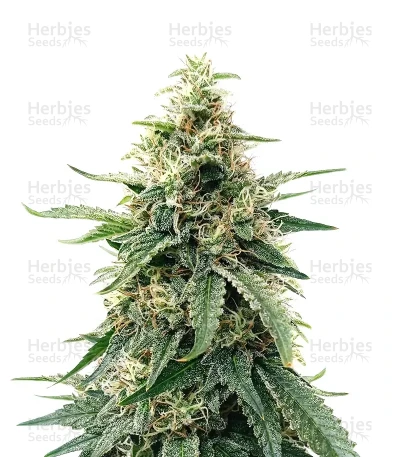Durban Poison