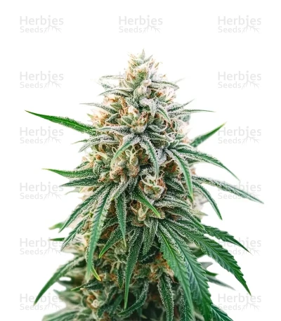 Obama Kush — Growers Choice