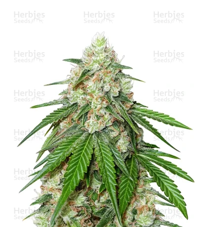Wedding Cheesecake FF — Fast Buds