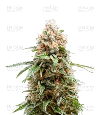 White Runtz — Barney's Farm