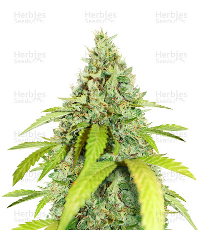 Wedding Cookies — Original Sensible Seeds