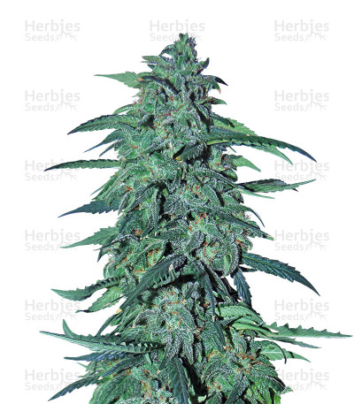 AK XXL Auto