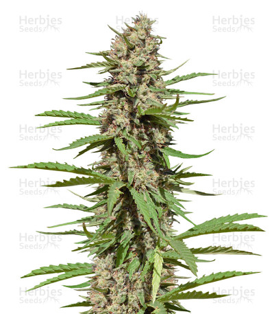Black Domina 98 X ErdPurt
