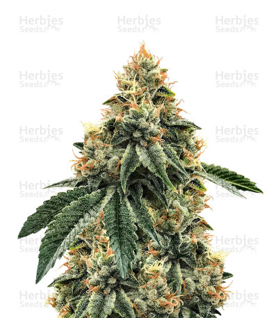 Karmarado OG