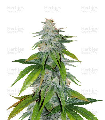 Skywalker Kush — Reserva Privada