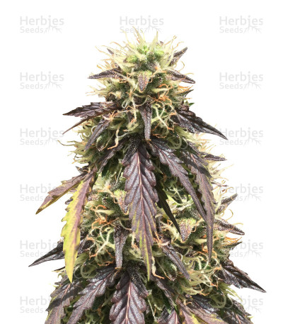 Thin Mint Crack Autoflower — Seedstockers