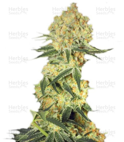Auto Wappa — Paradise Seeds