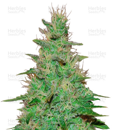 El Alquimista Auto — Samsara Seeds