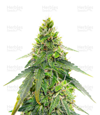 Gorilla Purple