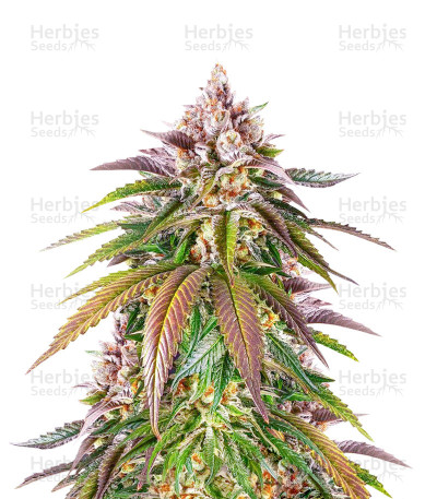 Kush Mintz — Barney's Farm