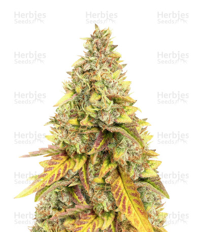Sour Z — Growers Choice