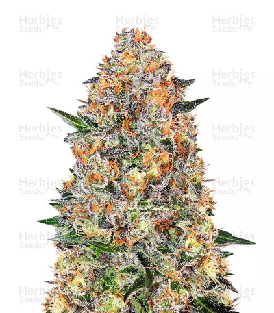 Bubba Kush seeds — Barney's Farm
