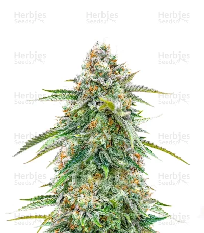 Cherry Pie Auto — Royal Queen Seeds
