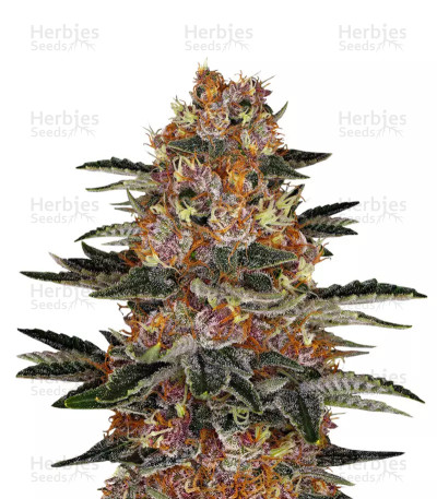 Purple Punch Auto — Barney's Farm