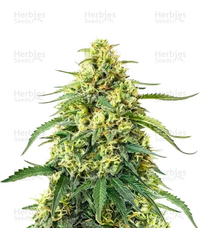 SFV OG — Dutch Passion