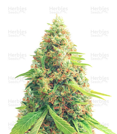 Red Diesel — Barney's Farm