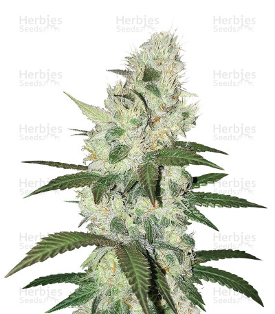 Sweet Valley Kush x Amnesia x Dosidos — Green House Seeds