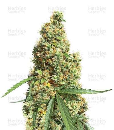 AK420 Autoflower — Seedstockers