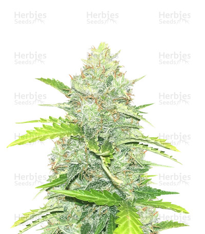 Blue Dream Auto