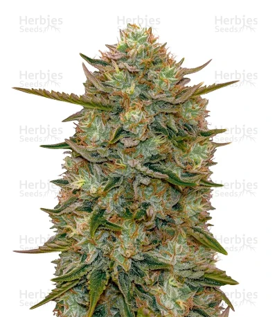 HighcloudZ Auto