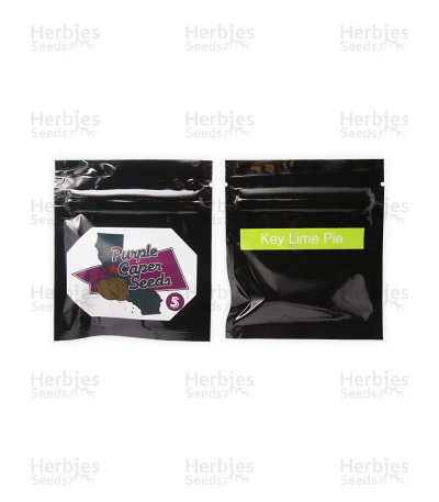 Key Lime Pie Regular — Purple Caper Seeds