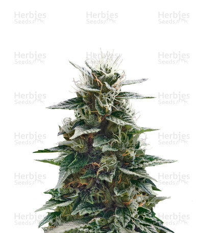 Mexican Candy — Super Strains Seeds