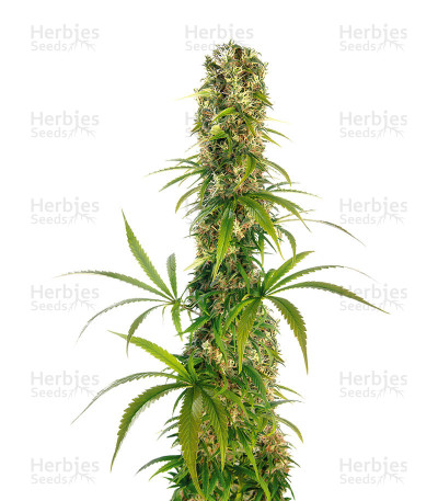 Michka — Sensi Seeds