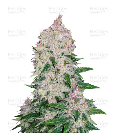 Stardawg Auto — Fast Buds