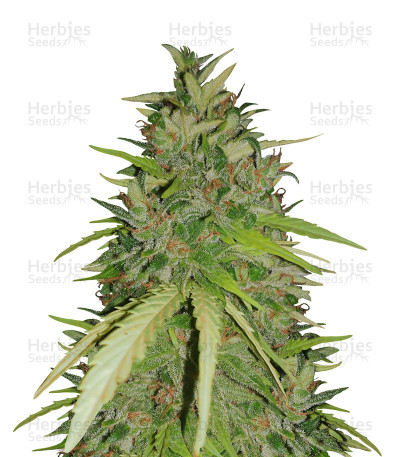 Ultra Lemon Haze Auto